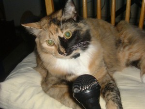 Podcasting cat: Meow Laporte?